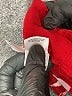 Le Suit Solid Red Dress Pants Size 16 - photo 4