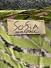SOFIA Green 3/4 Sleeve Blouse Size XXL (estimated) - photo 4
