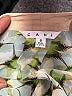 CAbi Green Sleeveless Blouse Size S - photo 7