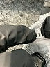 Unbranded 100% Polyester Gray Sweatpants Size L - photo 7