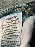 J.Crew Blue Jeans Size 29 waist - photo 9