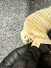 Mystree Ivory Pullover Sweater Size M - photo 7