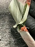 Shore Tropical Brown Casual Dress Size XS - photo 5