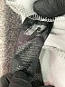 Russell Athletic Gray Sweatpants Size XL - photo 5