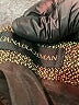 Dana Buchman Tweed Brown Formal Skirt Size 14 - photo 3