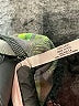 aguaclara 100% Gauze Green Kimono Size S - photo 5