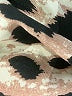 Shein Animal Print Brown Casual Dress Size XS - photo 7