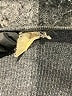 Unbranded Gray Sleeveless T-Shirt One size - photo 7