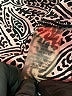 Chaus 100% Polyester Paisley Gray 3/4 Sleeve Blouse Size 2X - photo 8