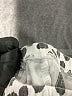The Peanutshell Animal Print Gray Casual Pants 3-6 MO / 6 MO - photo 4
