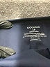 Ododos Solid Blue Athletic Shorts Size XS - photo 3