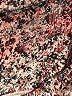 Athleta Animal Print Pink Active Pants Size XL - photo 7