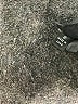 Kasper Black Dress Pants Size 8 - photo 9