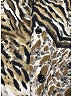 Céline 100% Viscose Animal Print Brown Tan Short Sleeve Blouse Size EU 36 / US 6 - photo 6