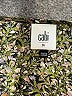 CAbi Brown Long Sleeve Blouse Size M - photo 7