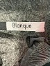 Blanque Black Active Pants Size 2X (2) - photo 7