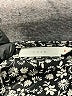 Lush 100% Polyester Black Long Sleeve Blouse Size M - photo 7