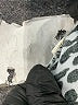 Chico's Animal Print Silver Jacket Size XL (3) - photo 7