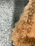 Unbranded Tan Faux Fur Jacket Size M (estimated) - photo 6