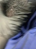 Escada 100% Rayon Blue Blazer Size 36 waist - photo 7