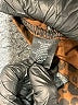 Sanctuary Animal Print Brown Active Pants Size XS - photo 8