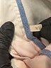 Faherty Solid Ivory Khaki Shorts Size 32 waist - photo 4