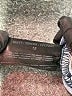 Nine West Blue Jeans Size 12 - photo 8