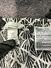 H&M Chevron-herringbone Ivory Shorts Size XS - photo 3