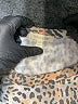 Loralette Animal Print Tan Pullover Sweater Size 2X - photo 7