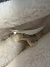 Elan 100% Polyester Solid Ivory Faux Fur Jacket Size XS - photo 6