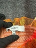 Likely Orange Casual Dress Size 00 - photo 4