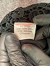 Citrine Grey 100% Cotton Black Formal Skirt Size XS - photo 6
