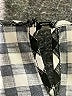 Shein Curve 100% Polyester Black Sleeveless Blouse Size 4X - photo 7
