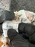 Unbranded Ivory Khakis Size 0-3 mo - photo 3