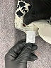 J.Crew Print Ivory Jeggings Size 29 waist - photo 5