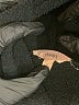Eberjey Black Pullover Sweater Size M - photo 7