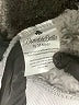 Bumblebella by Jill Martin 100% Polyester Gray Kimono Size Med - Lg - photo 8