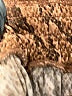 Express Animal Print Brown Jumpsuit Size XS - photo 5