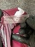 Unbranded Print Burgundy Casual Pants Size 0X - photo 7