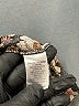 Faith and Joy Floral Black Short Sleeve Blouse Size L - photo 7