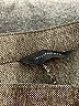 Investments Chevron-herringbone Brown Gray Dress Pants Size 8R - photo 7