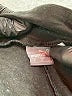 Puma Black Active Pants Size M - photo 7