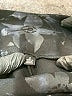 Unbranded Black Casual Pants Size 2 - photo 7