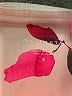 Athleta Floral Pink Leggings Size S - photo 7