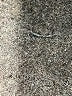 1.State Solid Black Gray Formal Skirt Size L - photo 5