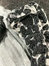 Tart Animal Print Black Active Pants Size L - photo 8