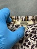 Gimmicks Animal Print Silver Long Sleeve Blouse Size XS - photo 7