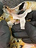 Maurices 100% Polyester Floral Yellow 3/4 Sleeve Blouse Size XXL - photo 7