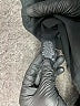 Sanctuary Black Dress Pants Size 31 waist - photo 8