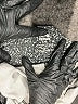 RBX Animal Print Black Active Pants Size L - photo 8
